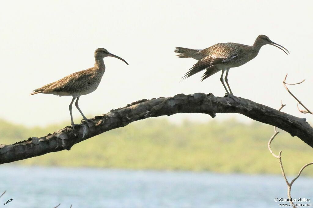 Eurasian Whimbreladult