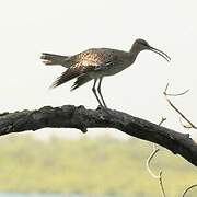 Eurasian Whimbrel