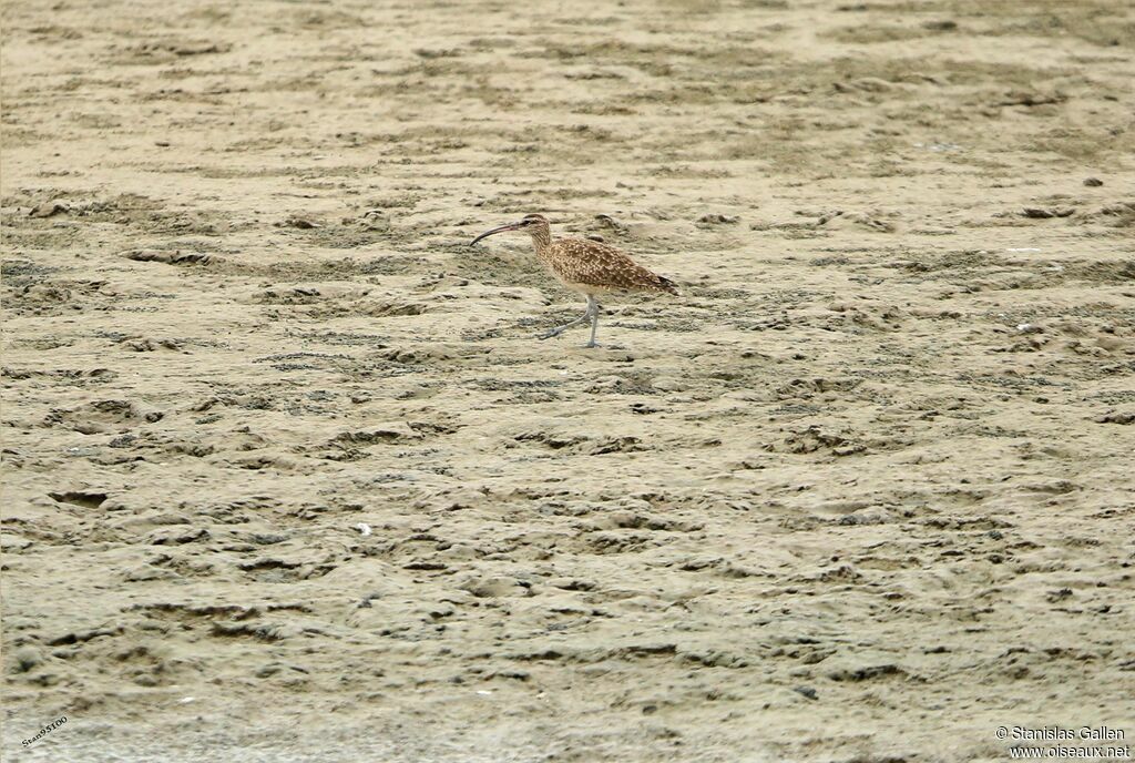 Hudsonian Whimbreladult transition