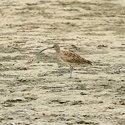 Hudsonian Whimbrel