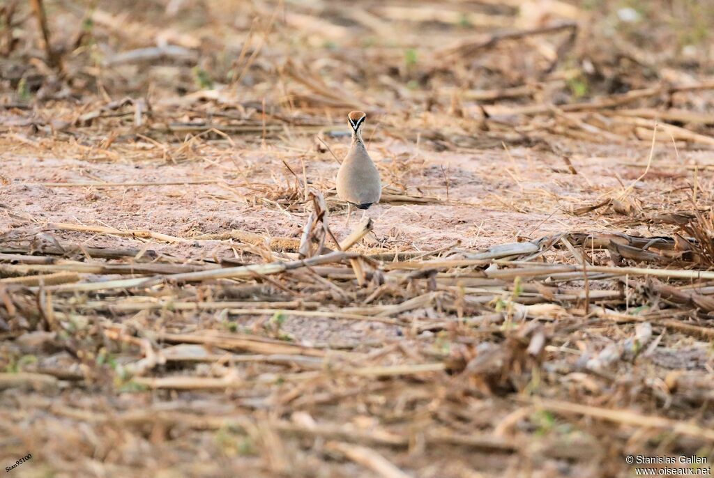 Temminck's Courseradult, walking