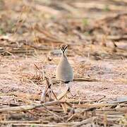 Temminck's Courser