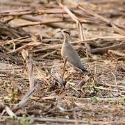 Temminck's Courser