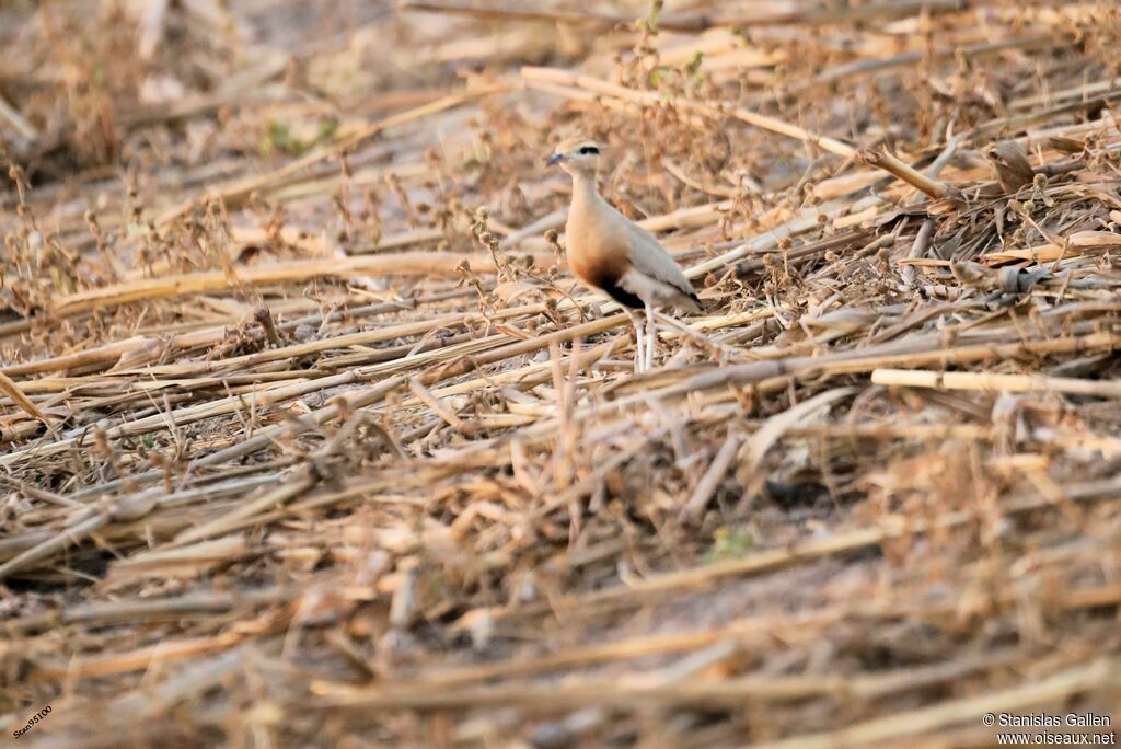 Temminck's Courser