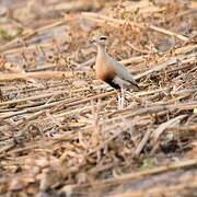 Temminck's Courser