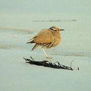 Cream-colored Courser