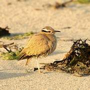 Cream-colored Courser