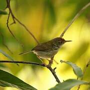 Common Tailorbird