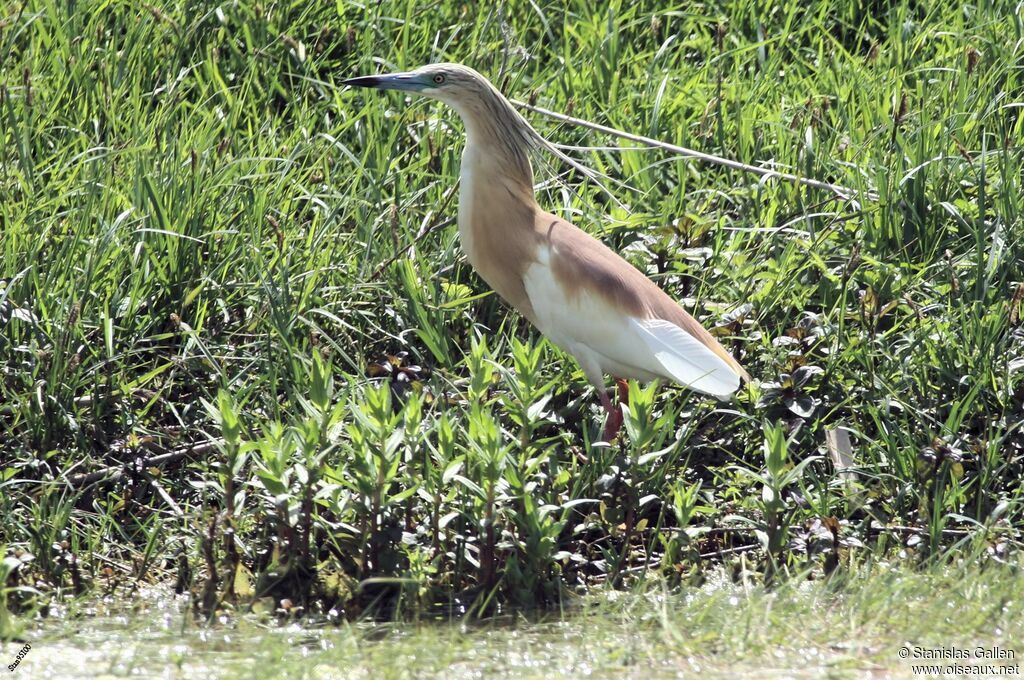 Squacco Heronadult breeding