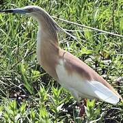 Squacco Heron