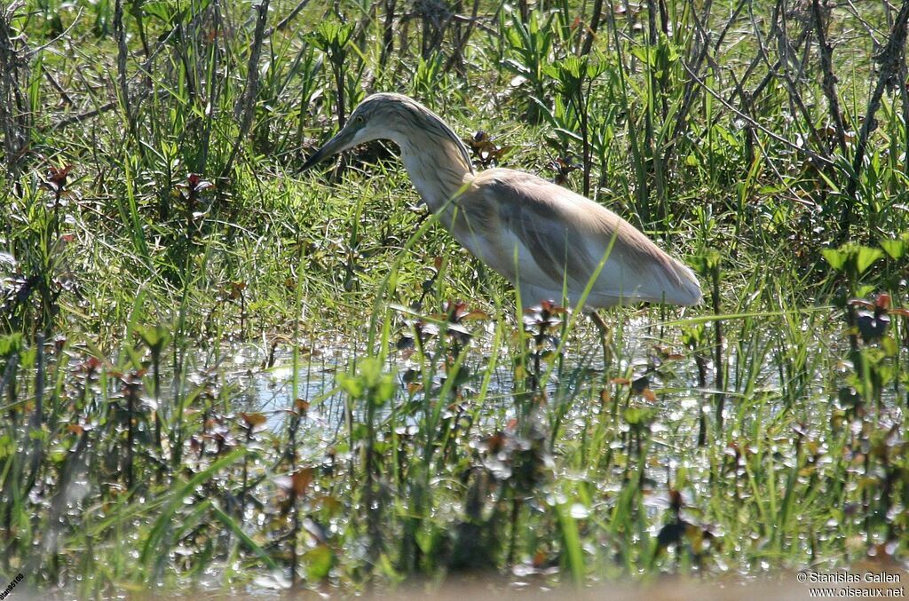 Squacco Heronadult breeding