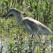 Squacco Heron