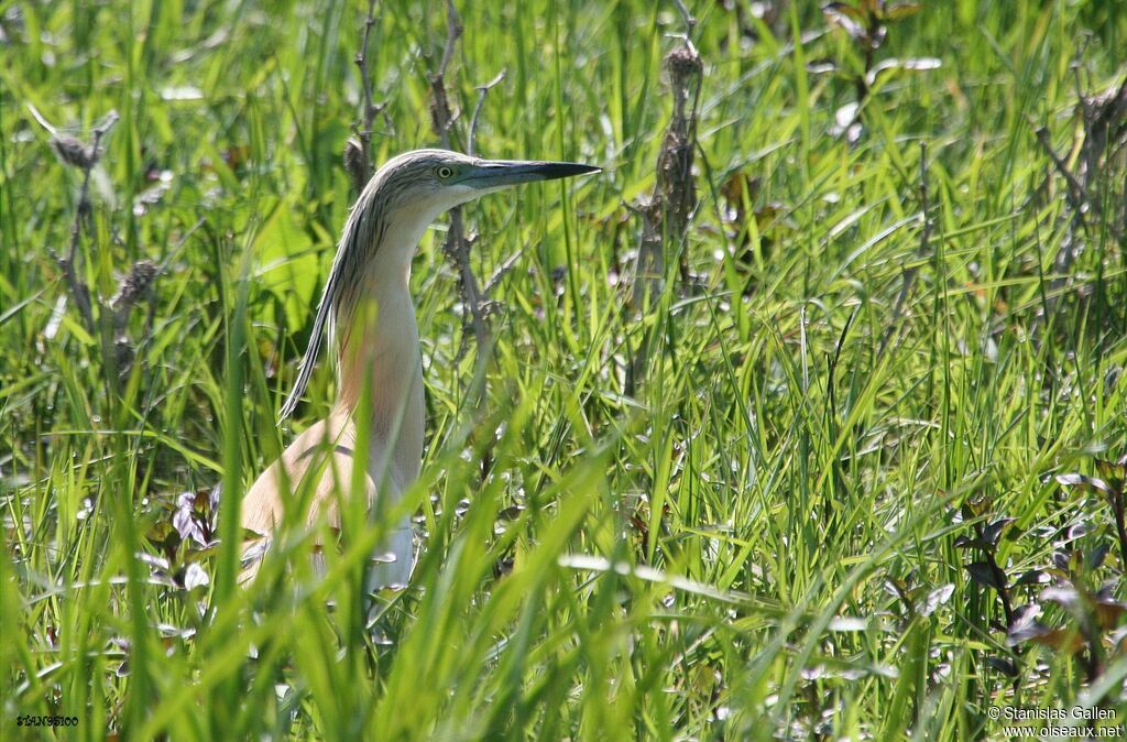 Squacco Heronadult breeding