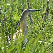 Squacco Heron