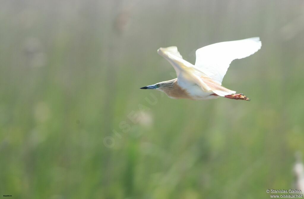 Squacco Heronadult breeding, Flight