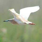 Squacco Heron