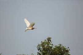 Chinese Pond Heron