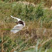 Indian Pond Heron