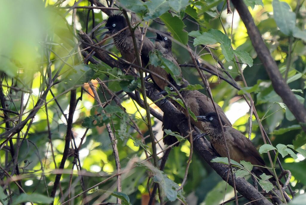 Blackcap Babbleradult, song