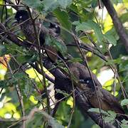 Blackcap Babbler