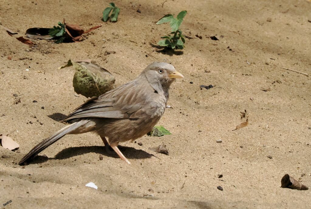 Yellow-billed Babbler