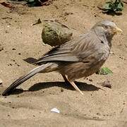 Yellow-billed Babbler