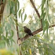 Brown Babbler