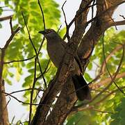 Brown Babbler