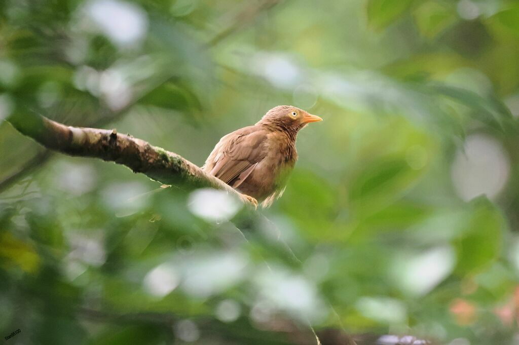 Orange-billed Babbleradult post breeding