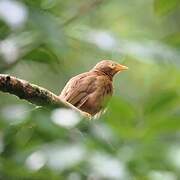 Orange-billed Babbler