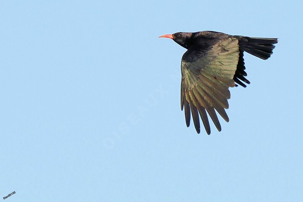 Red-billed Choughadult, Flight