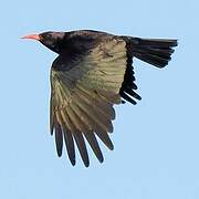 Red-billed Chough