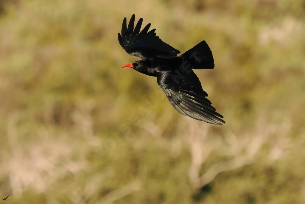 Red-billed Choughadult, Flight