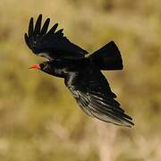 Red-billed Chough