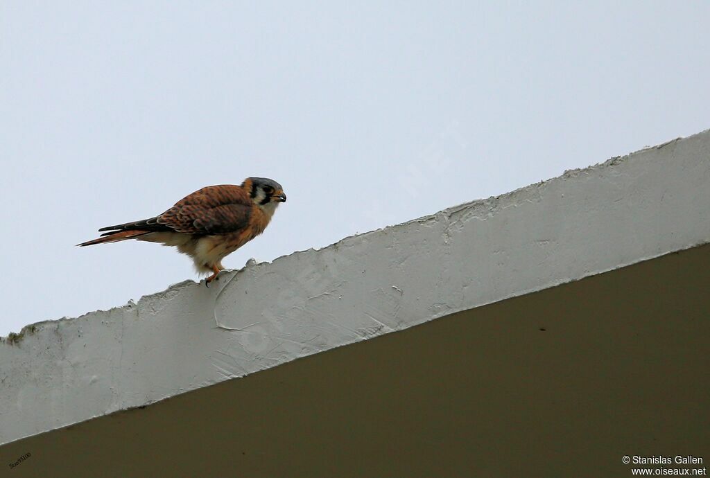 American Kestrel female adult breeding, eats