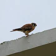 American Kestrel