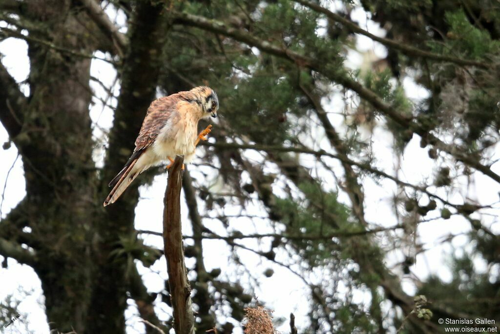 American Kestrel female adult breeding