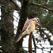 American Kestrel