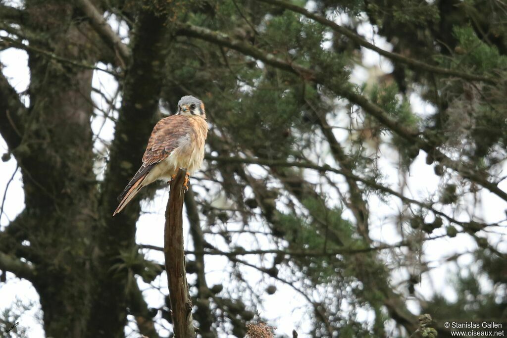 American Kestrel female adult breeding