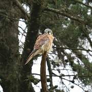 American Kestrel