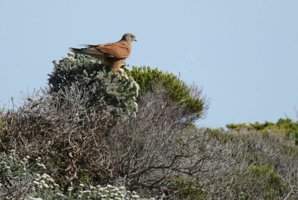 Rock Kestrel male adult