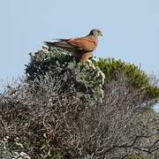 Rock Kestrel