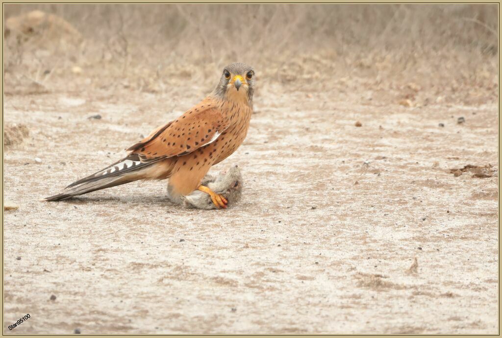 Rock Kestrel