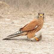 Rock Kestrel