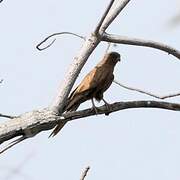 Fox Kestrel