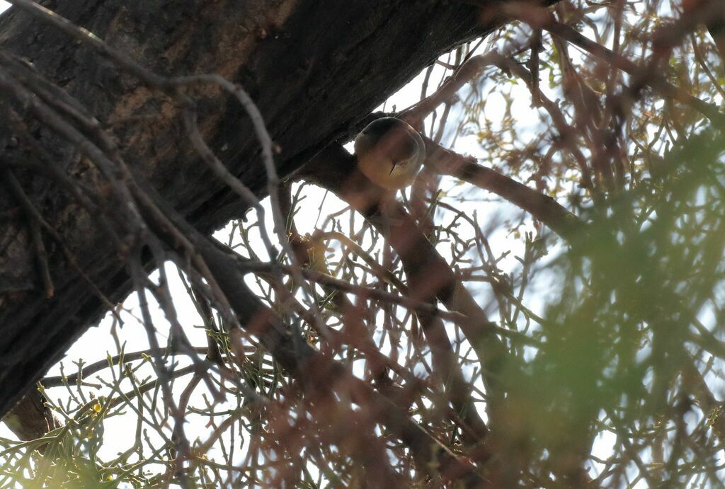 Long-billed Crombec male adult breeding