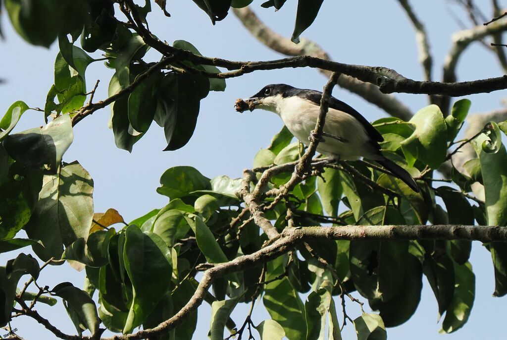 Sabine's Puffbackadult, Reproduction-nesting