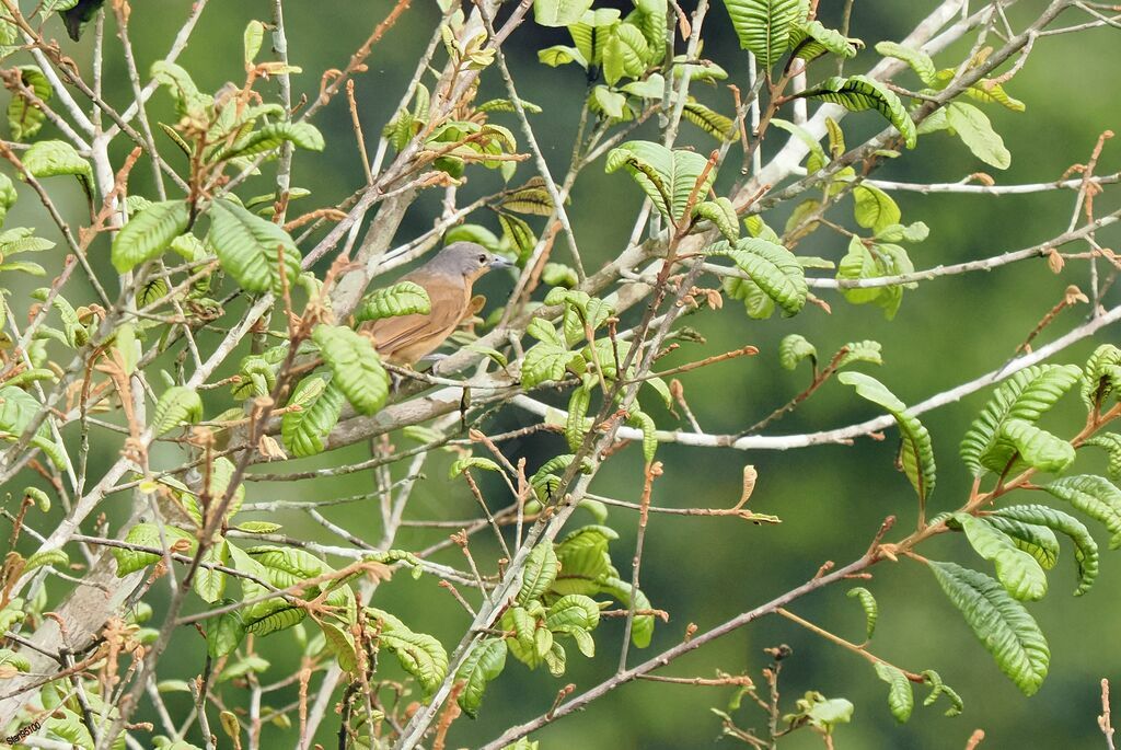 Sabine's Puffback female adult breeding