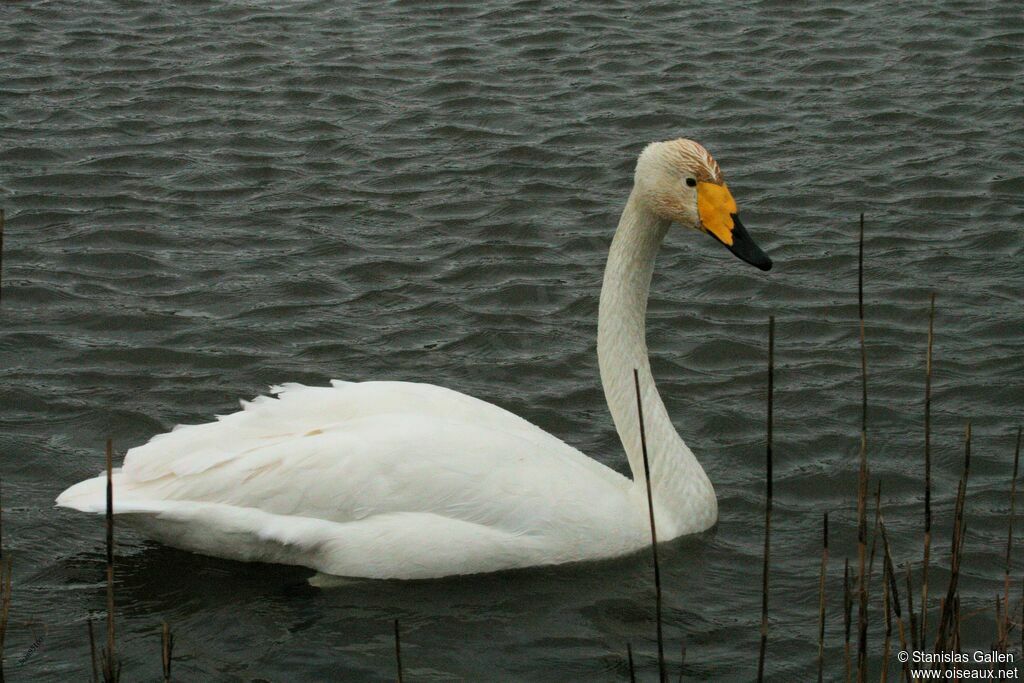 Cygne chanteuradulte, nage