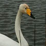 Whooper Swan